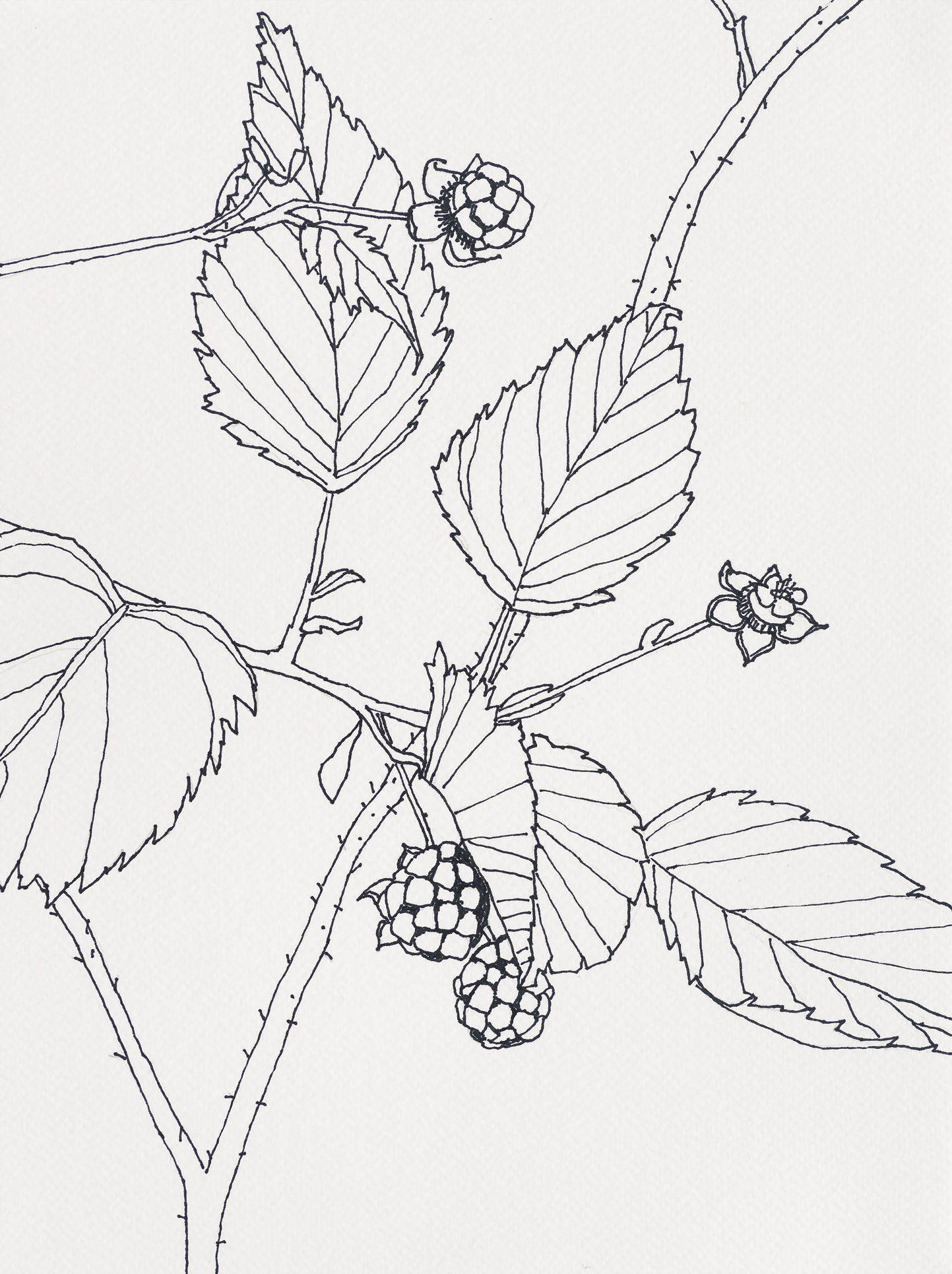 Blackberries / Squeaker Cove, 2023, ink on paper, 12 x 9 inches
