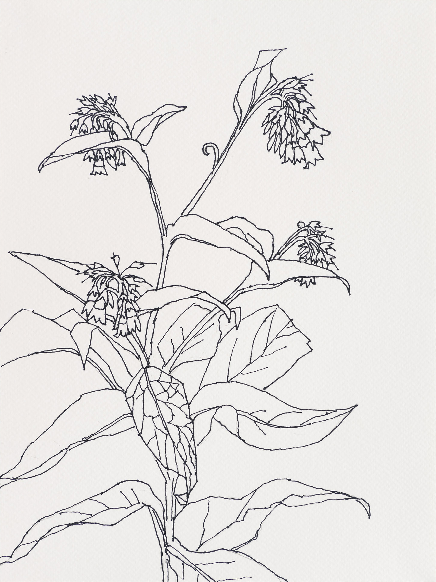 Comfrey / Maine Street, 2023, ink on paper, 12 x 9 inches