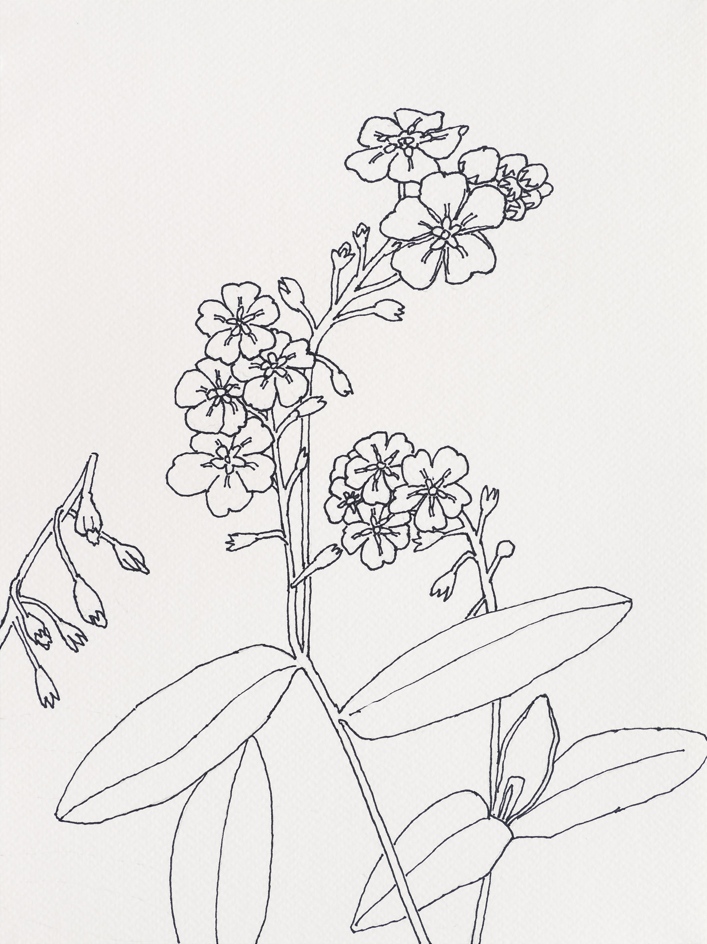 Forget-Me-Not / Black Head Road, 2023, ink on paper, 12 x 9 inches