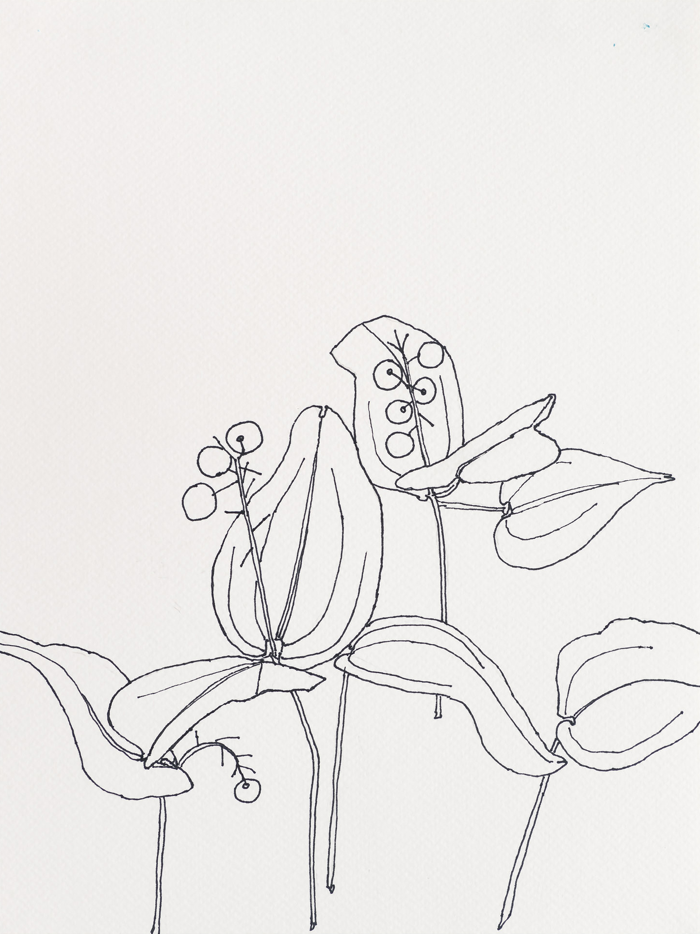 Canada Mayflower / Black Head Trail, 2023, ink on paper, 12 x 9 inches