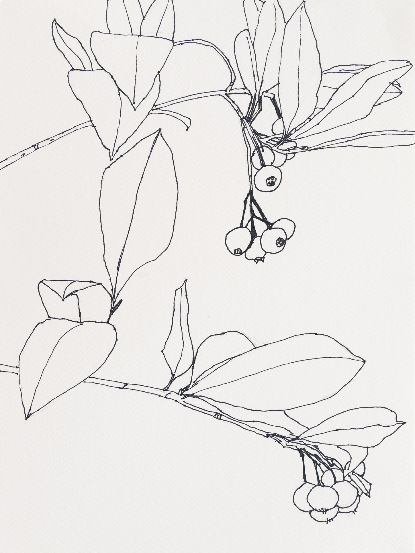 Red Chokeberry / Pulpit Rock, 2023, ink on paper, 12 x 9 inches