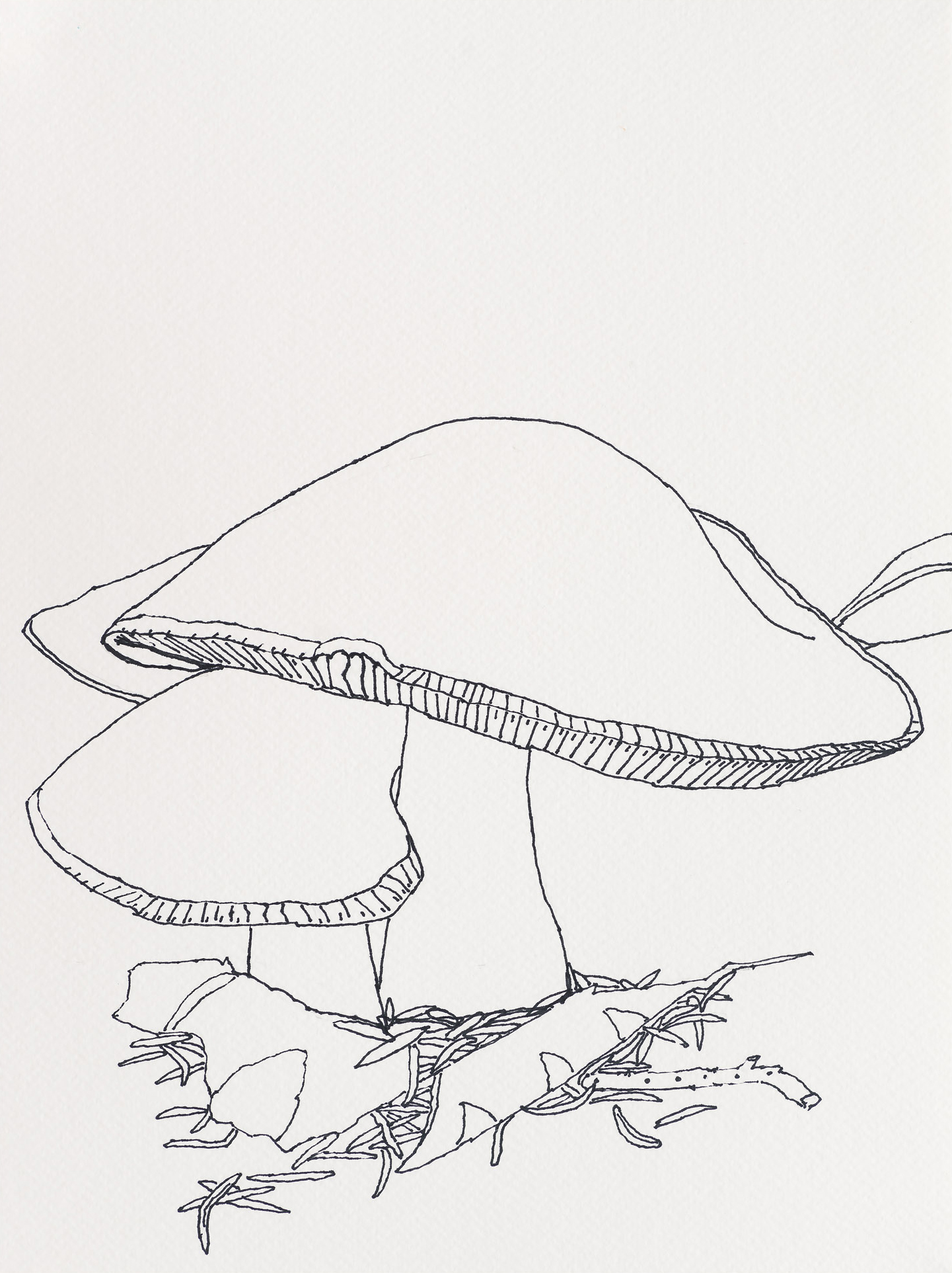 Gilled Mushroom / Cathedral Woods, 2023, ink on paper, 12 x 9 inches