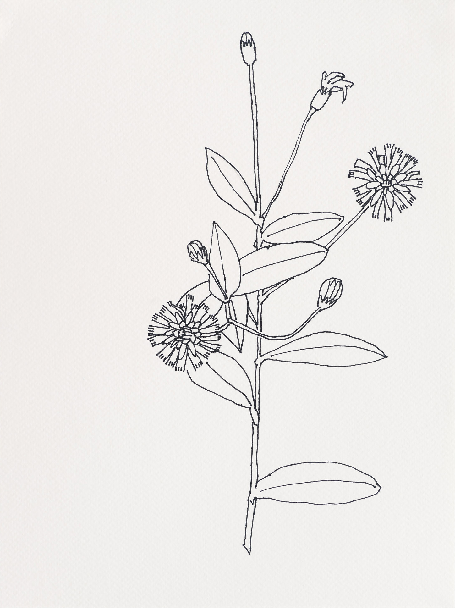 Canadian Hawkweed / Black Head, 2023, ink on paper, 12 x 9 inches