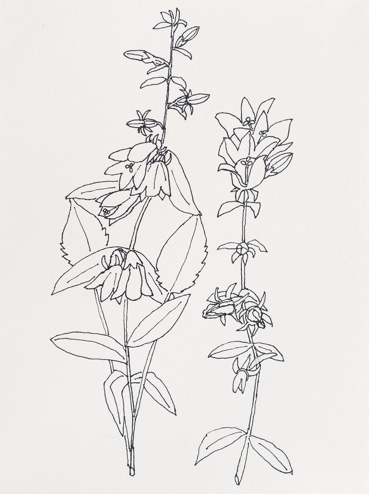 American Bellflower / Black Head Road, 2023, ink on paper, 12 x 9 inches