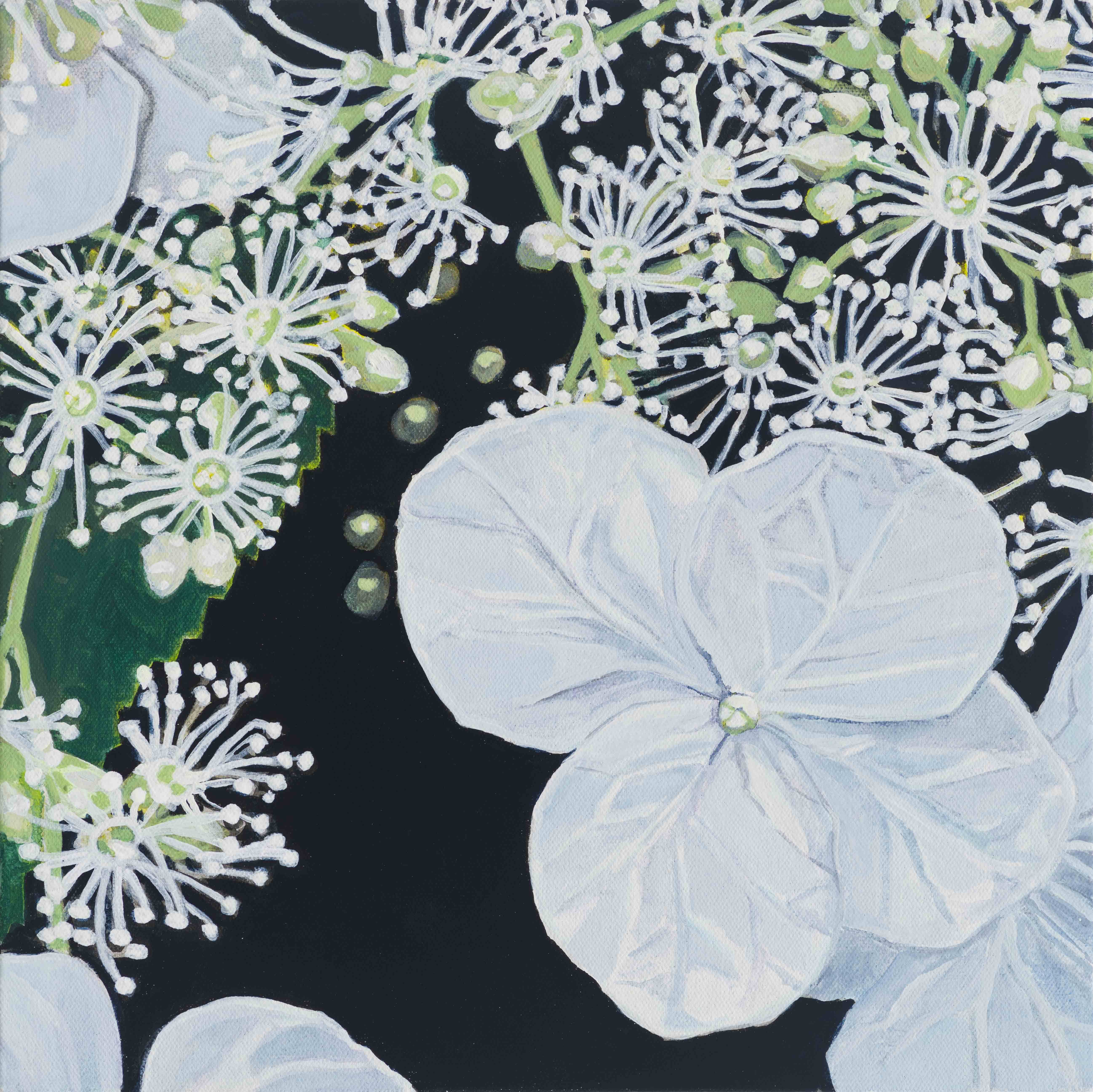 Lace-Cap Hydrangea / Casco Bay, 2025, oil on canvas, 12 x 12 inches