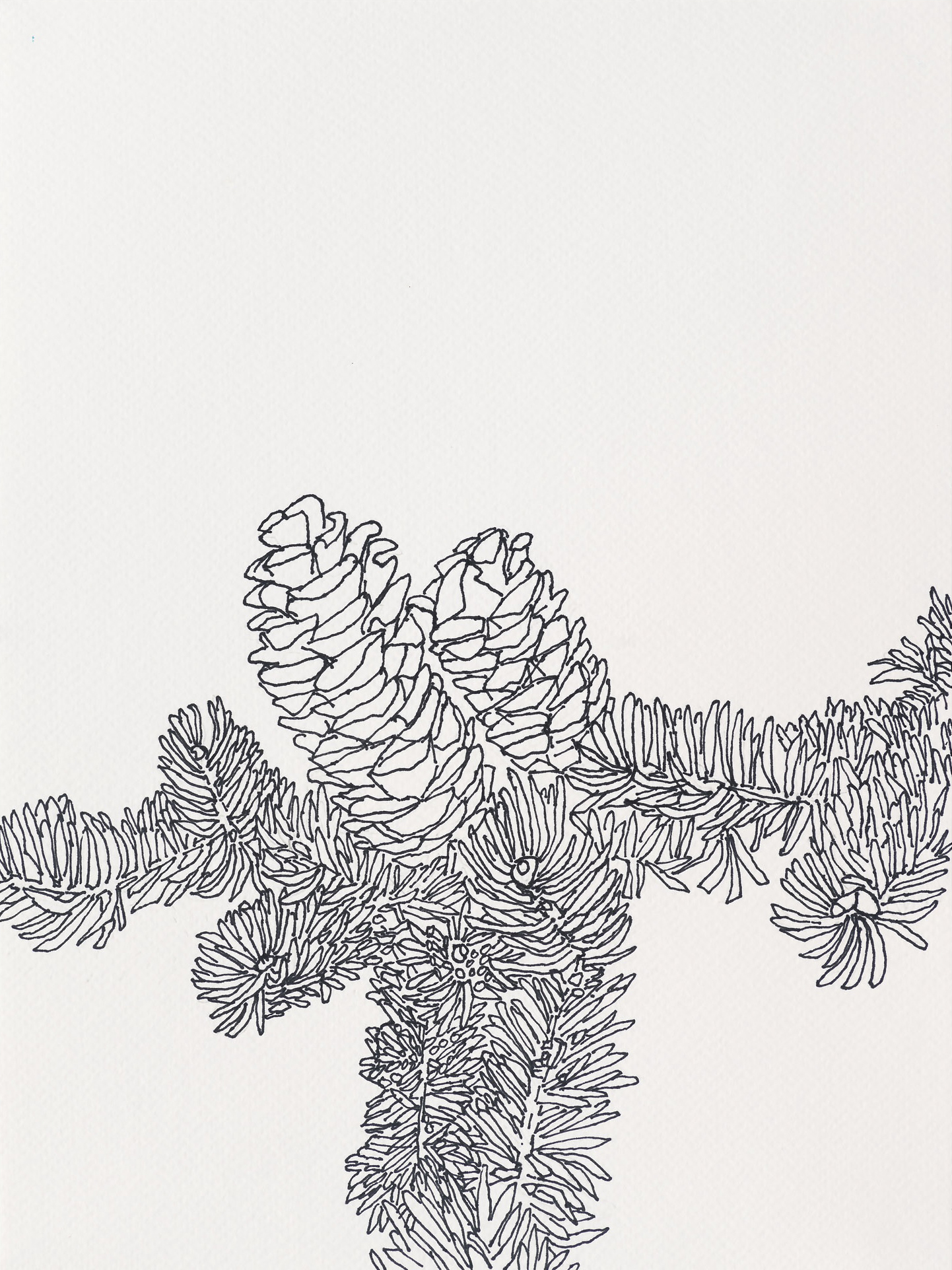 Balsam / Squeaker Cove, 2023, ink on paper, 12 x 9 inches