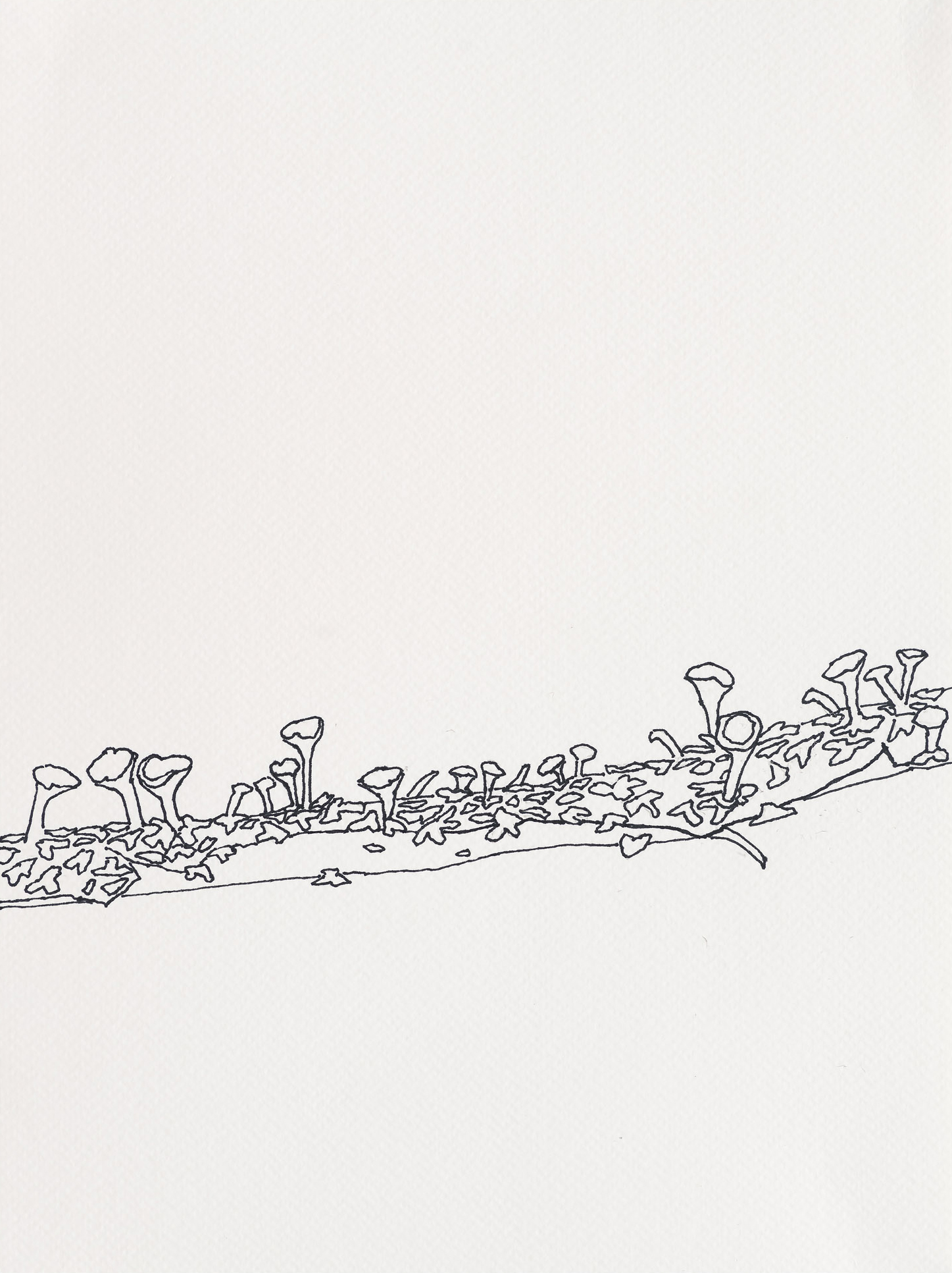 Pixie Cup Lichen / Cladonia / Evergreen Trail, 2023, ink on paper, 12 x 9 inches