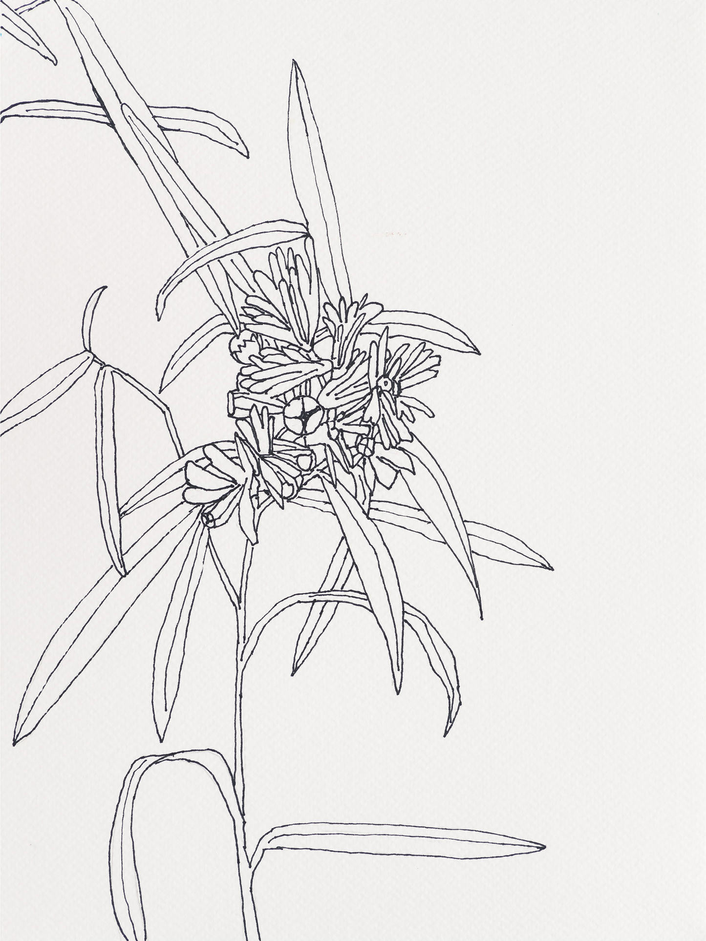 Grass Leaved Goldenrod / Lobster Cove, 2025, ink on paper, 12 x 9 inches
