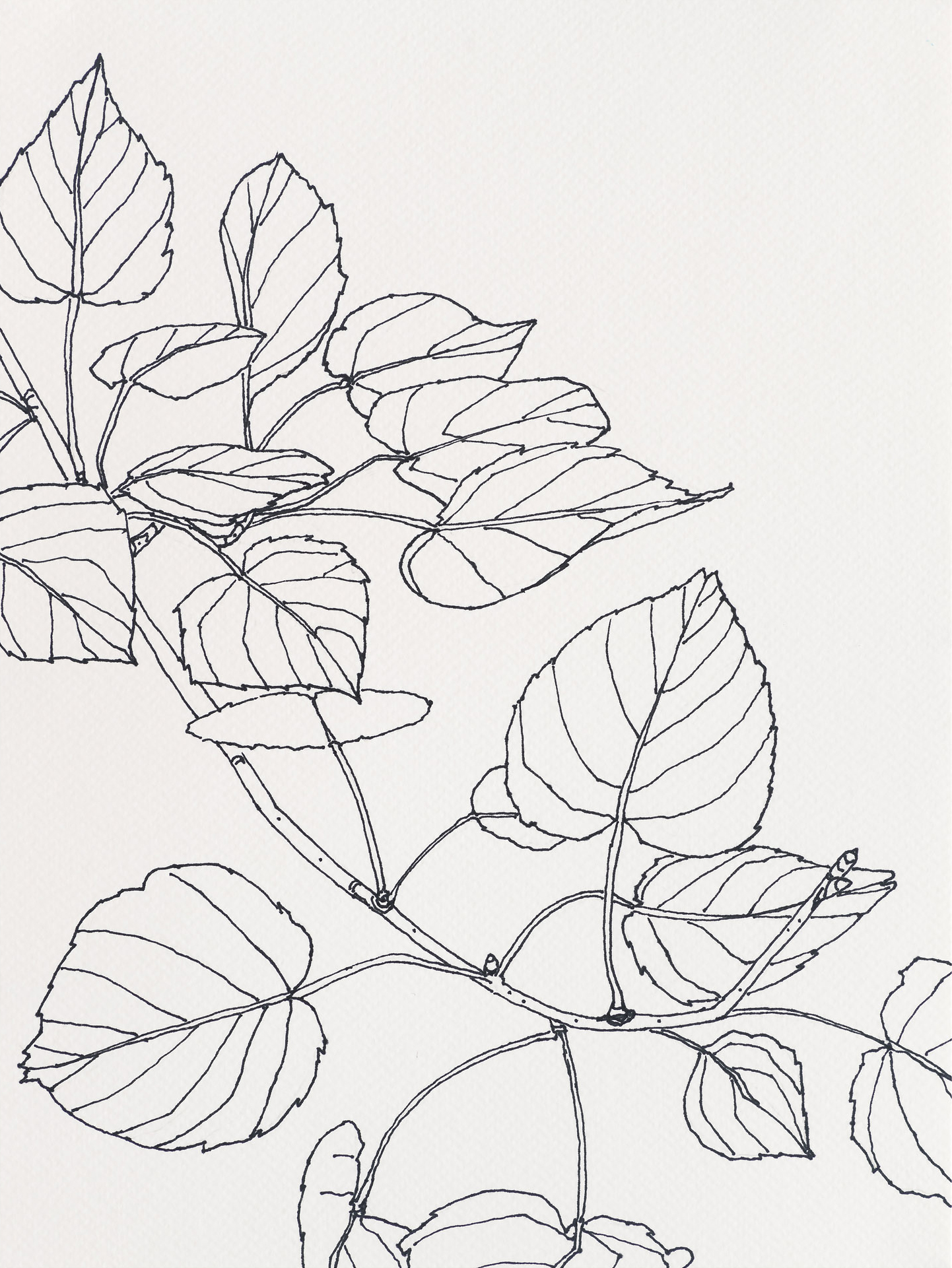 Quaking Aspen / Trail 1, 2023, ink on paper, 12 x 9 inches
