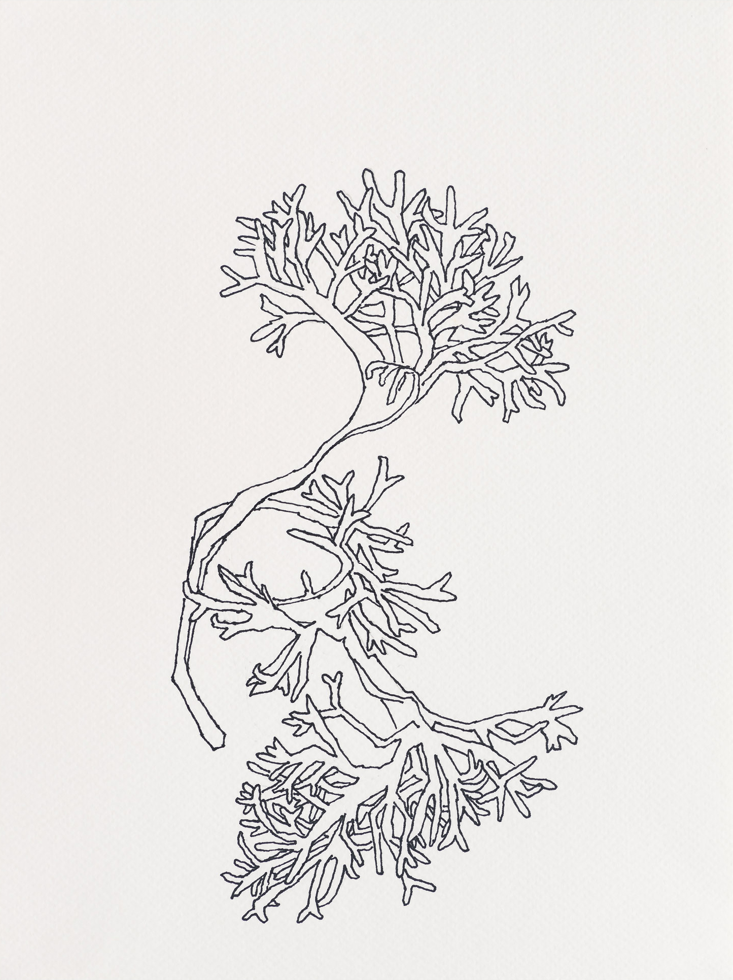 Irish Moss Seaweed / Lobster Cove Tidepools, 2023, ink on paper, 12 x 9 inches