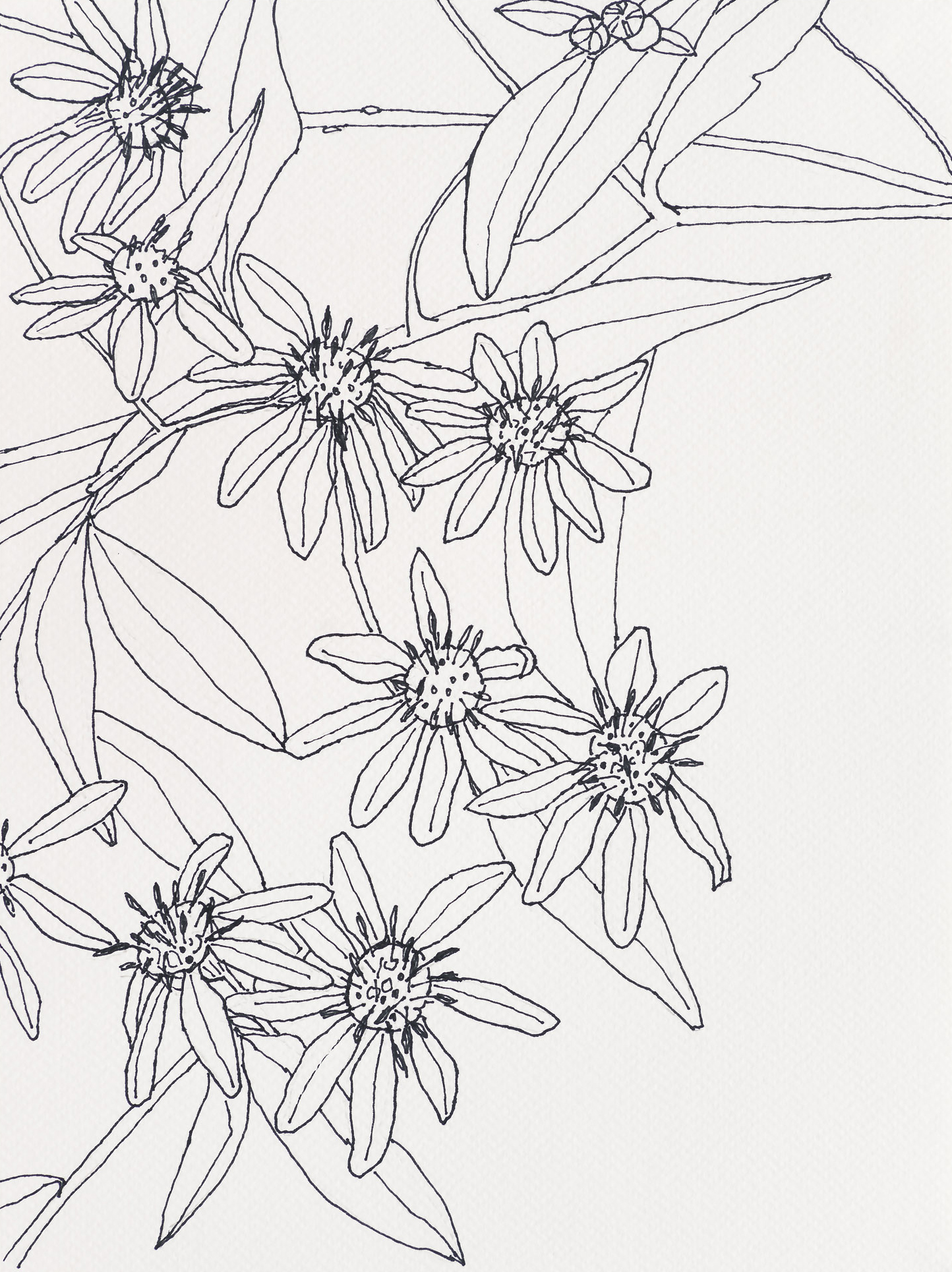 Parasol White Aster / Burnt Head Trail, 2023, ink on paper, 12 x 9 inches