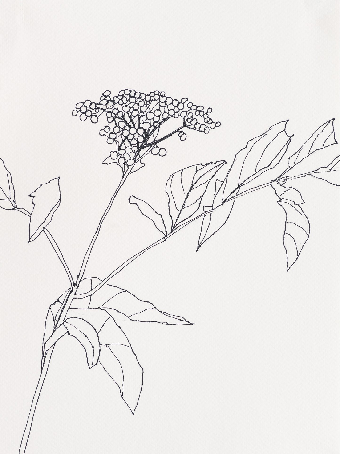 Elderberry / Whitehead, 2023, ink on paper, 12 x 9 inches