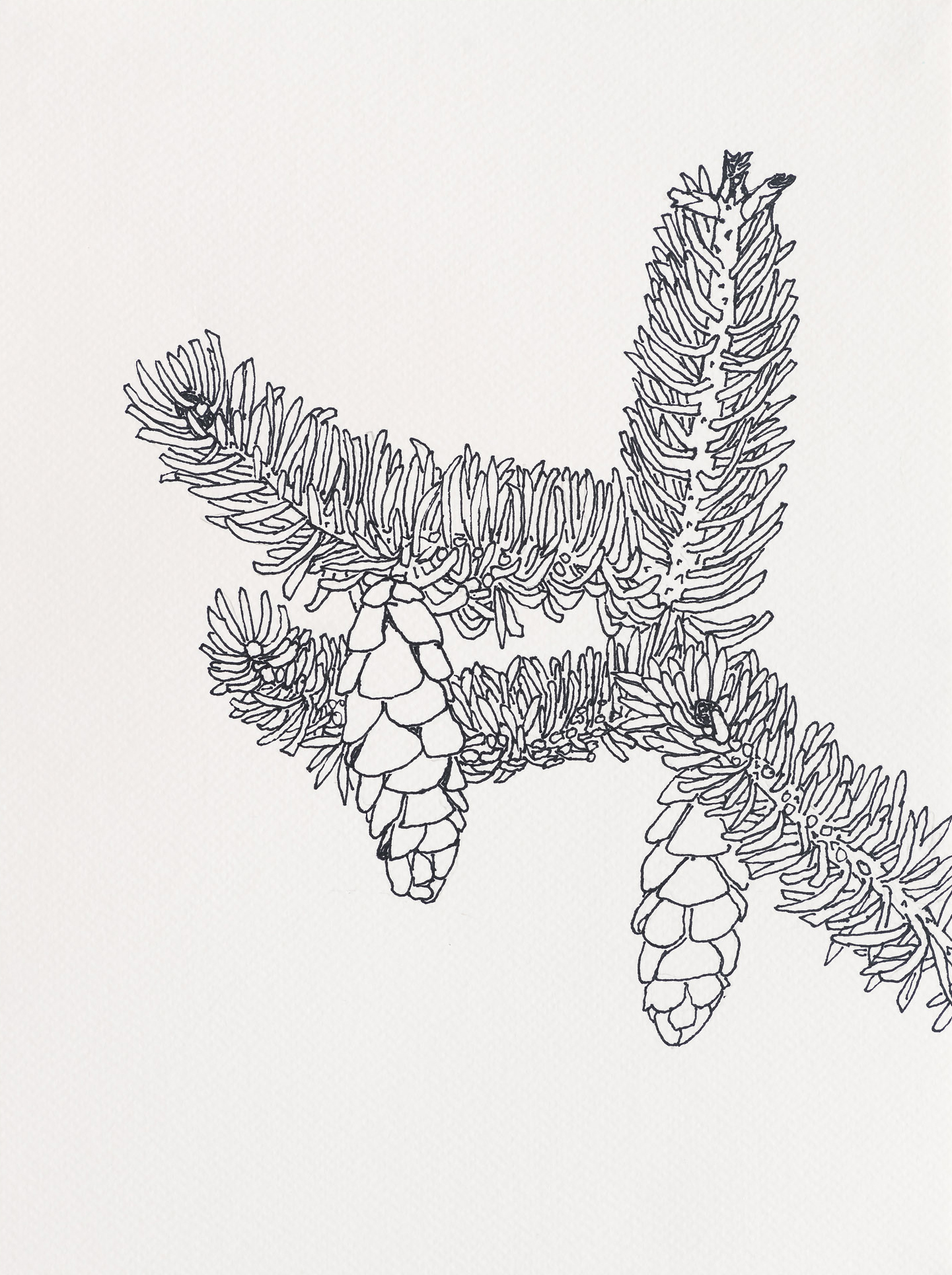 White Spruce / Cliff Trail 1, 2023, ink on paper, 12 x 9 inches
