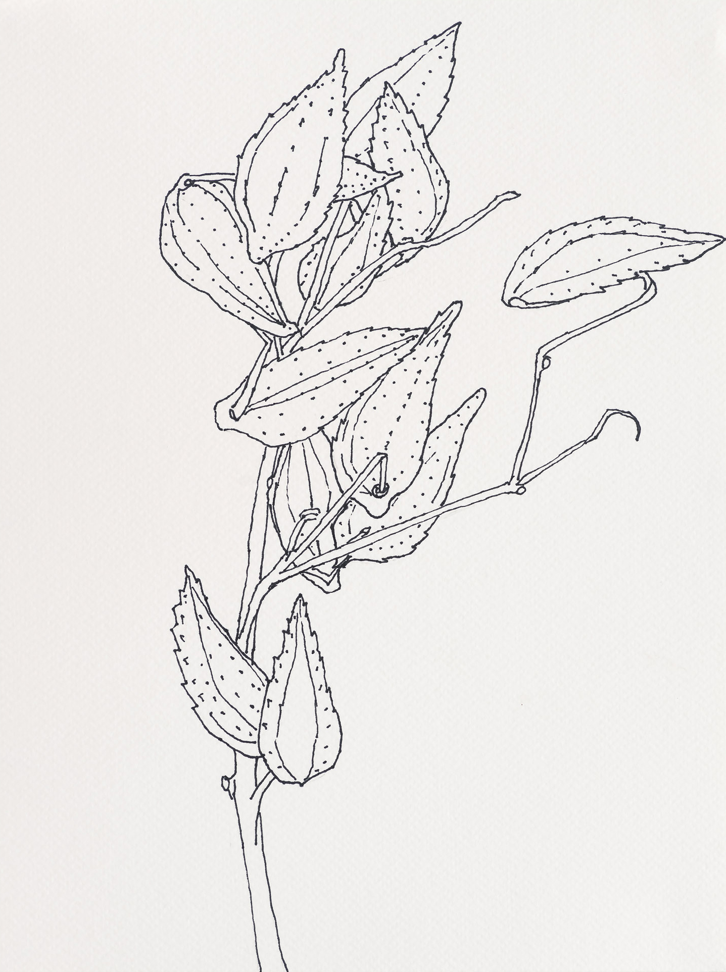 Milkweed Pods / Lobster Cove Road, 2023, ink on paper, 12 x 9 inches
