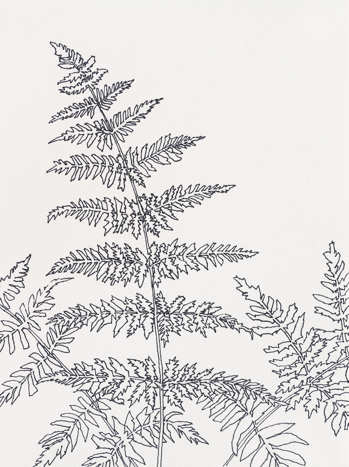 Wood Fern / Cliff Trail 1, 2023, ink on paper, 12 x 9 inches