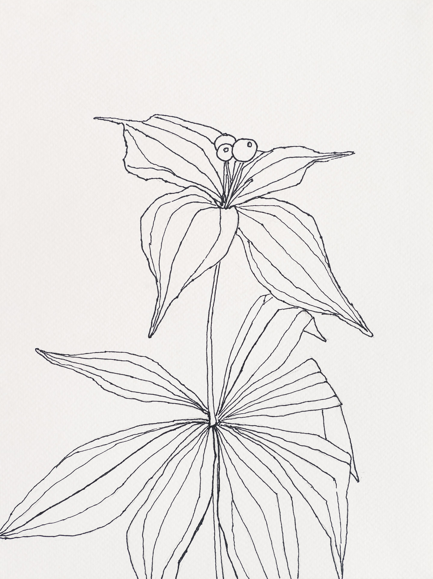 Indian Cucumber / Green Point, 2023, ink on paper, 12 x 9 inches