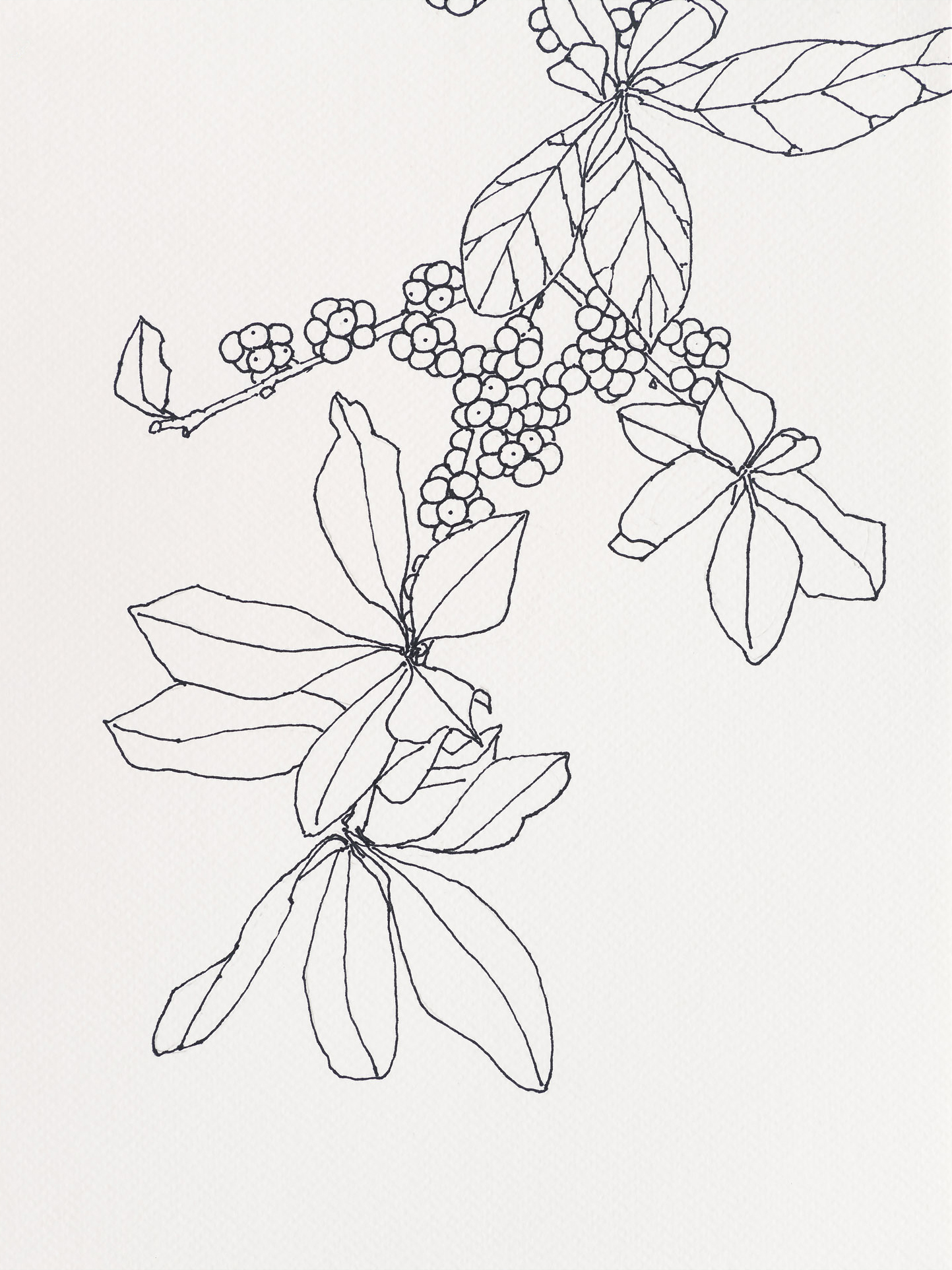 Bayberry / Black Head, 2023, ink on paper, 12 x 9 inches