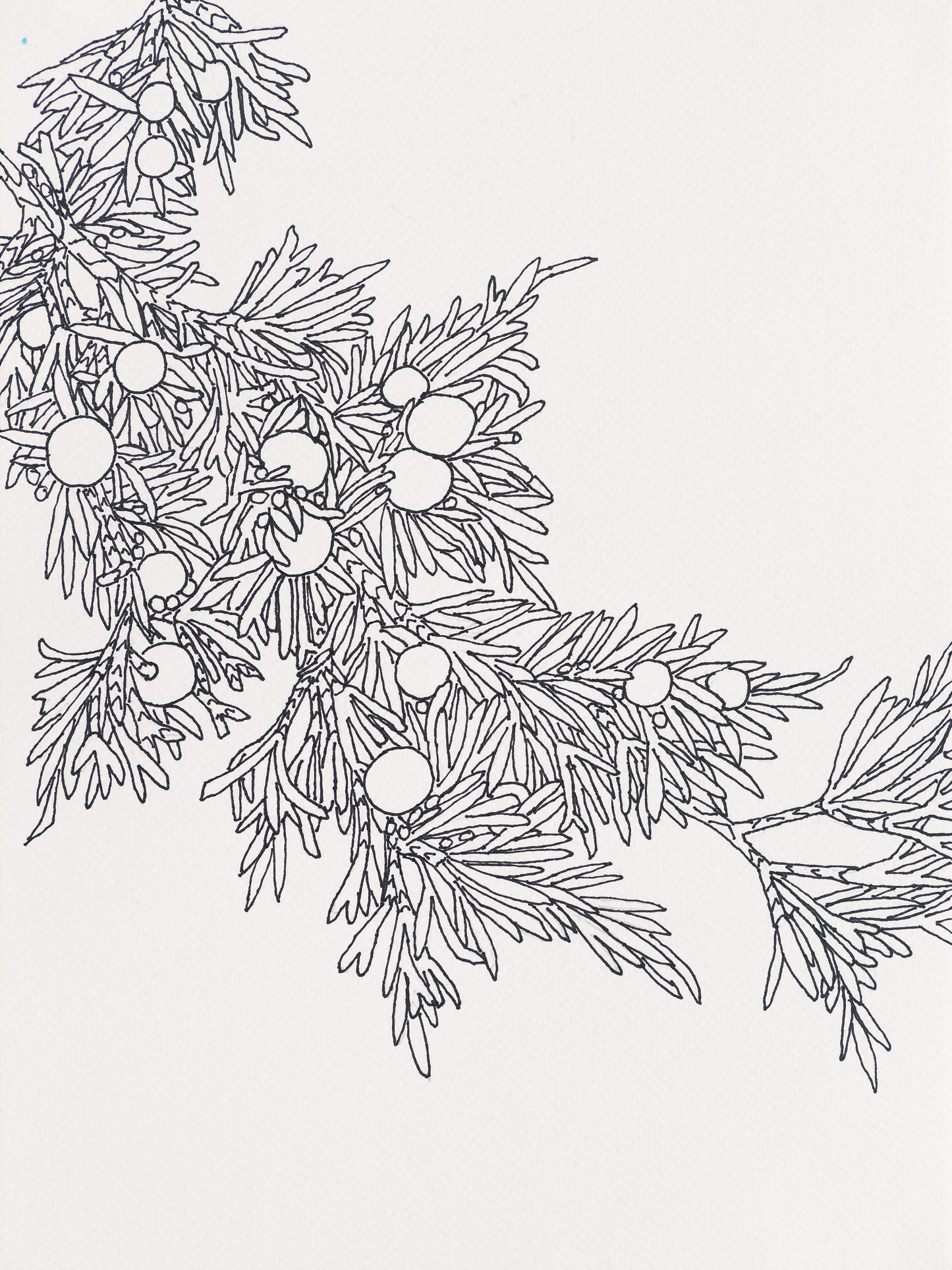 Juniper / End of Davis Street, 2023, ink on paper, 12 x 9 inches