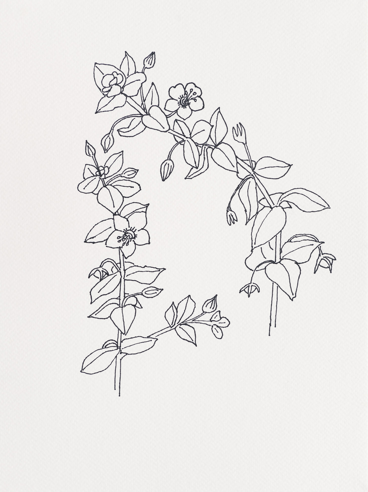 Scarlet Pimpernel / Near the Sheridan, 2023, ink on paper, 12 x 9 inches