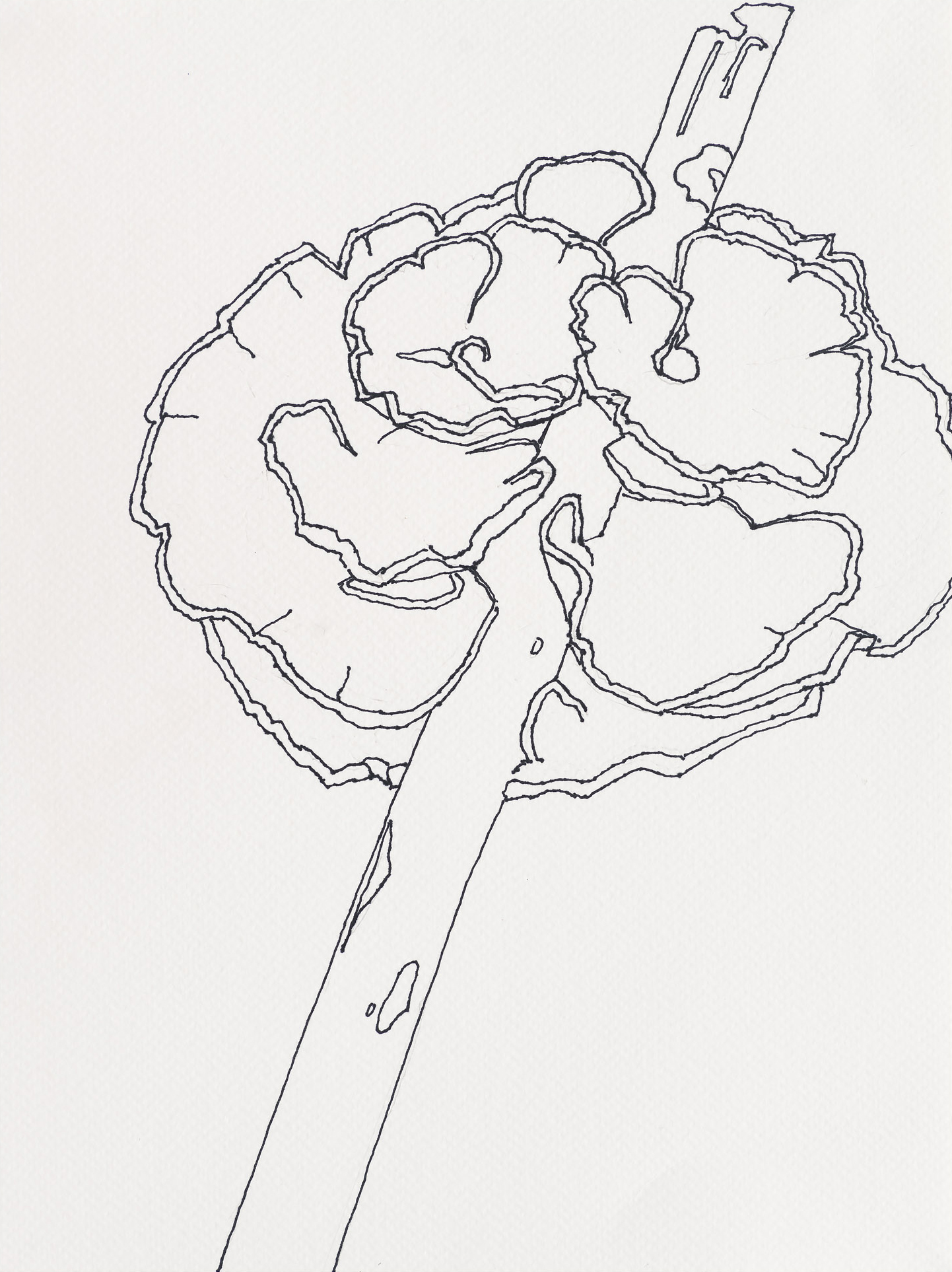 Hymenochaetaceae / Deadman's Cove, 2023, ink on paper, 12 x 9 inches