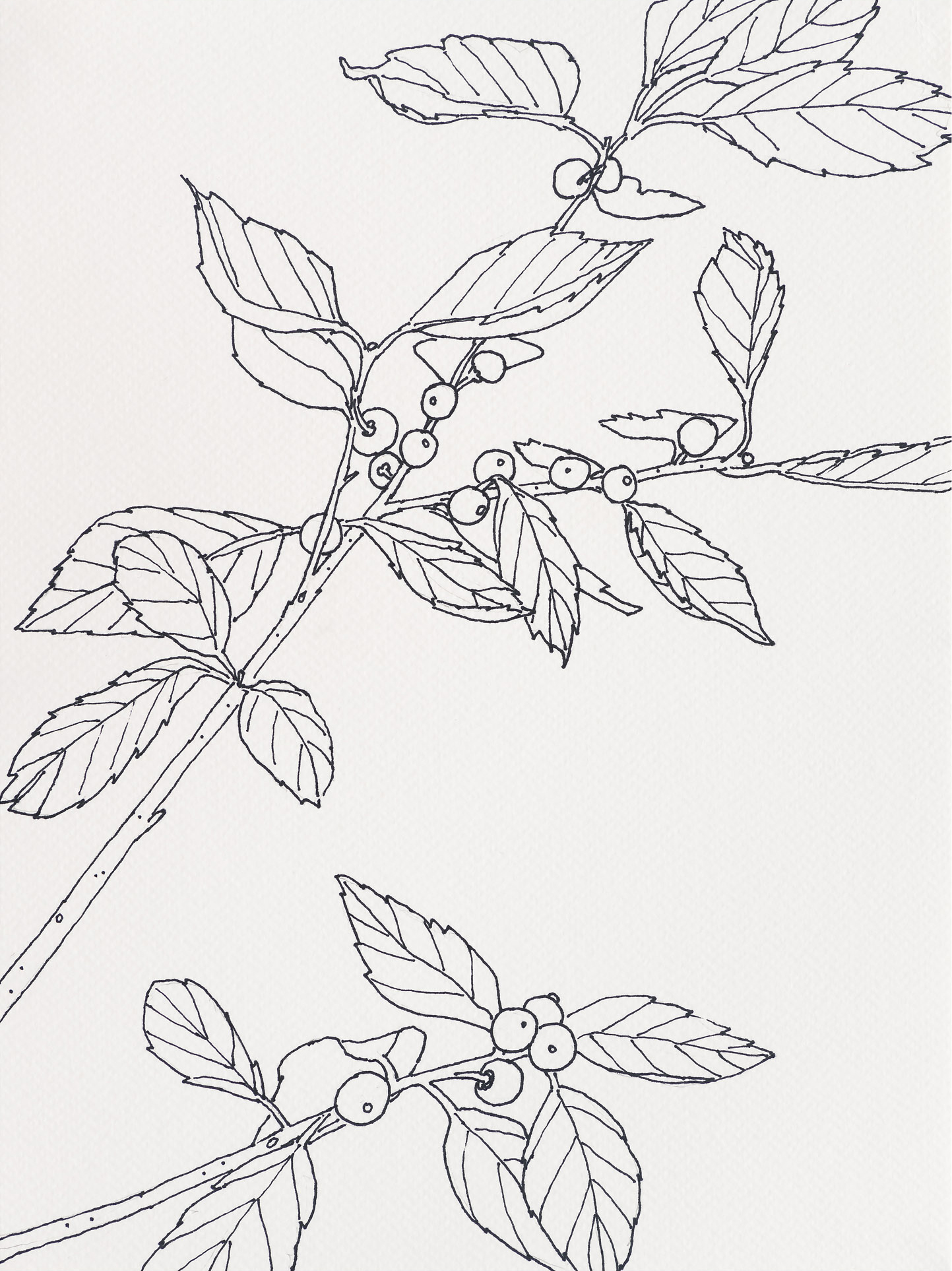 Winterberry / Evergreen Trail, 2023, ink on paper, 12 x 9 inches