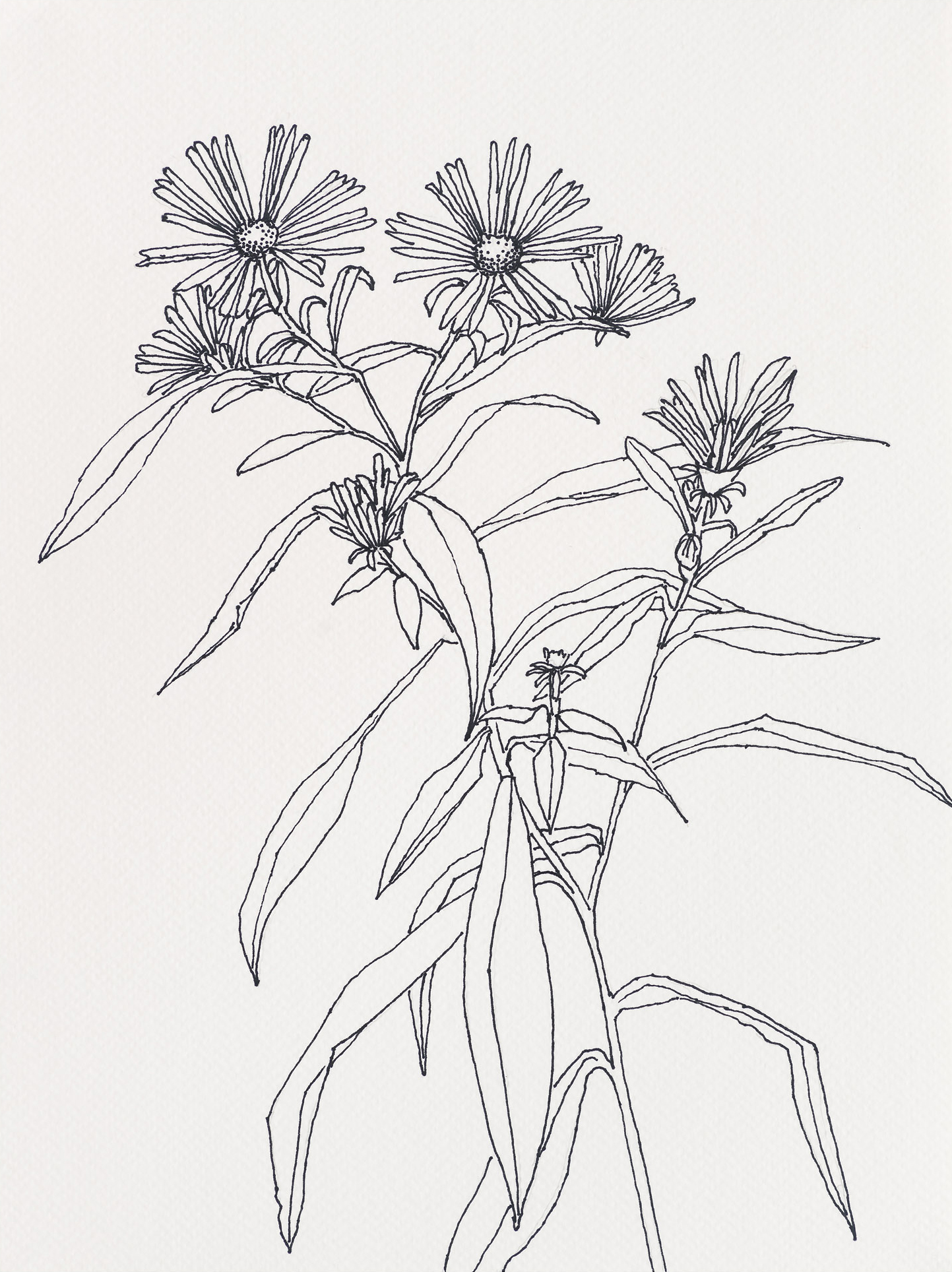 New York Asters / Christmas Cove, 2023, ink on paper, 12 x 9 inches