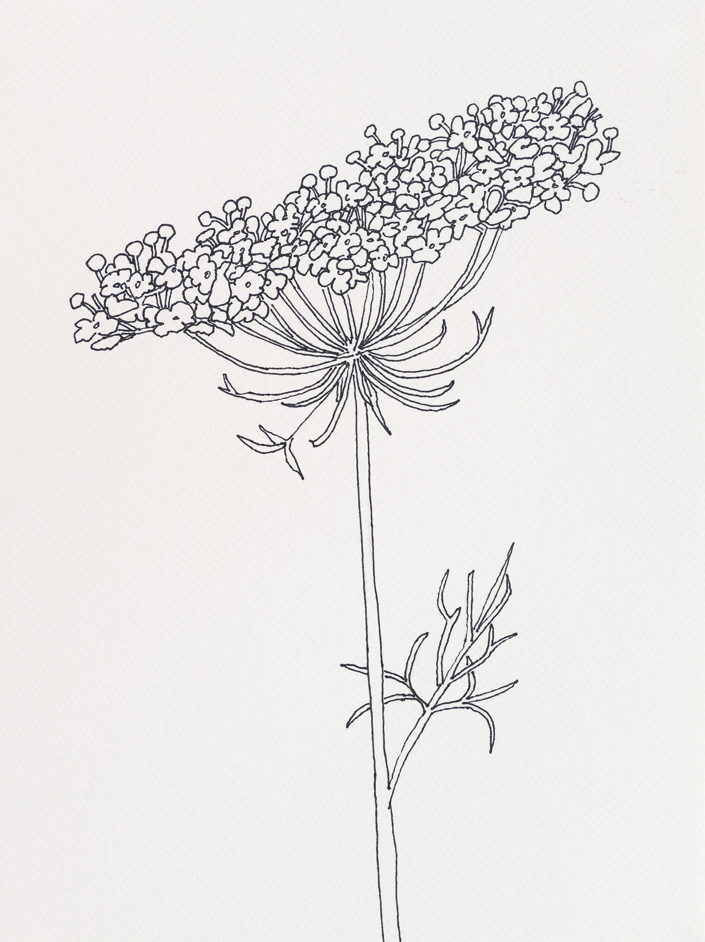 Queen Anne's Lace / Davis Street, 2023, ink on paper, 12 x 9 inches