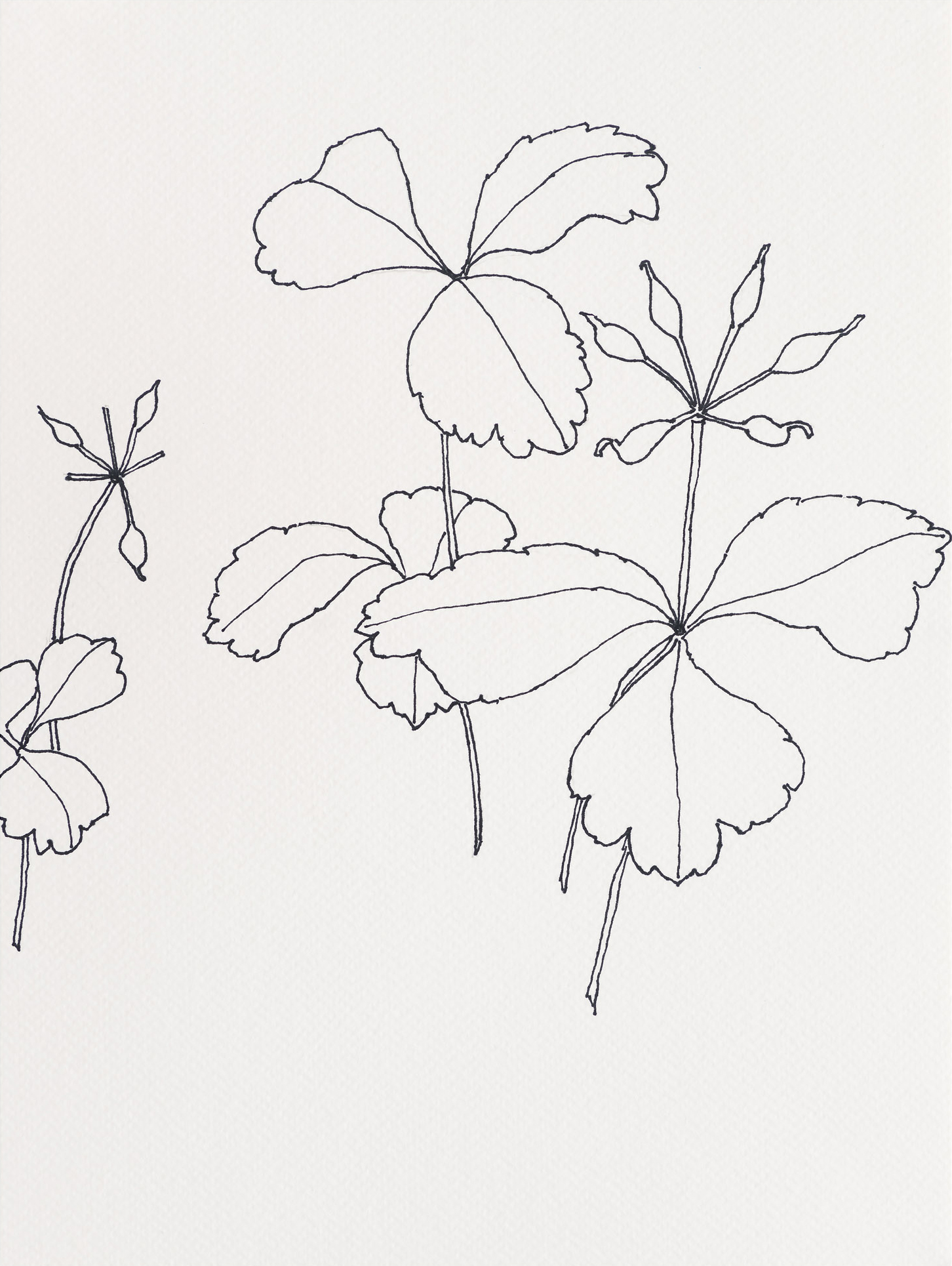 Three-Leaf Goldthread / Black Head Trail, 2023, ink on paper, 12 x 9 inches