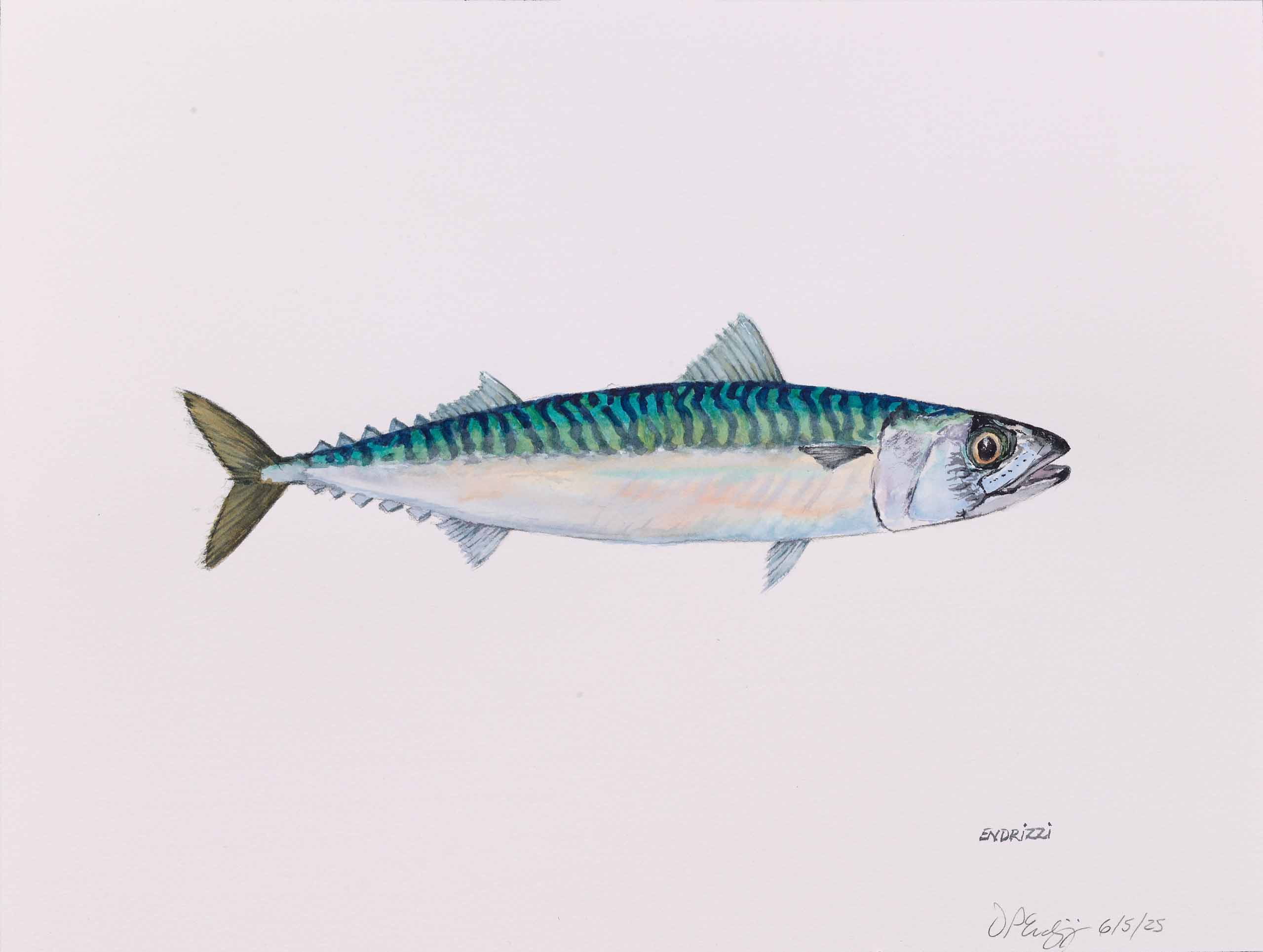 DON ENDRIZZI, Atlantic Mackerel, 2025, watercolor on paper, 12 x 16 inches