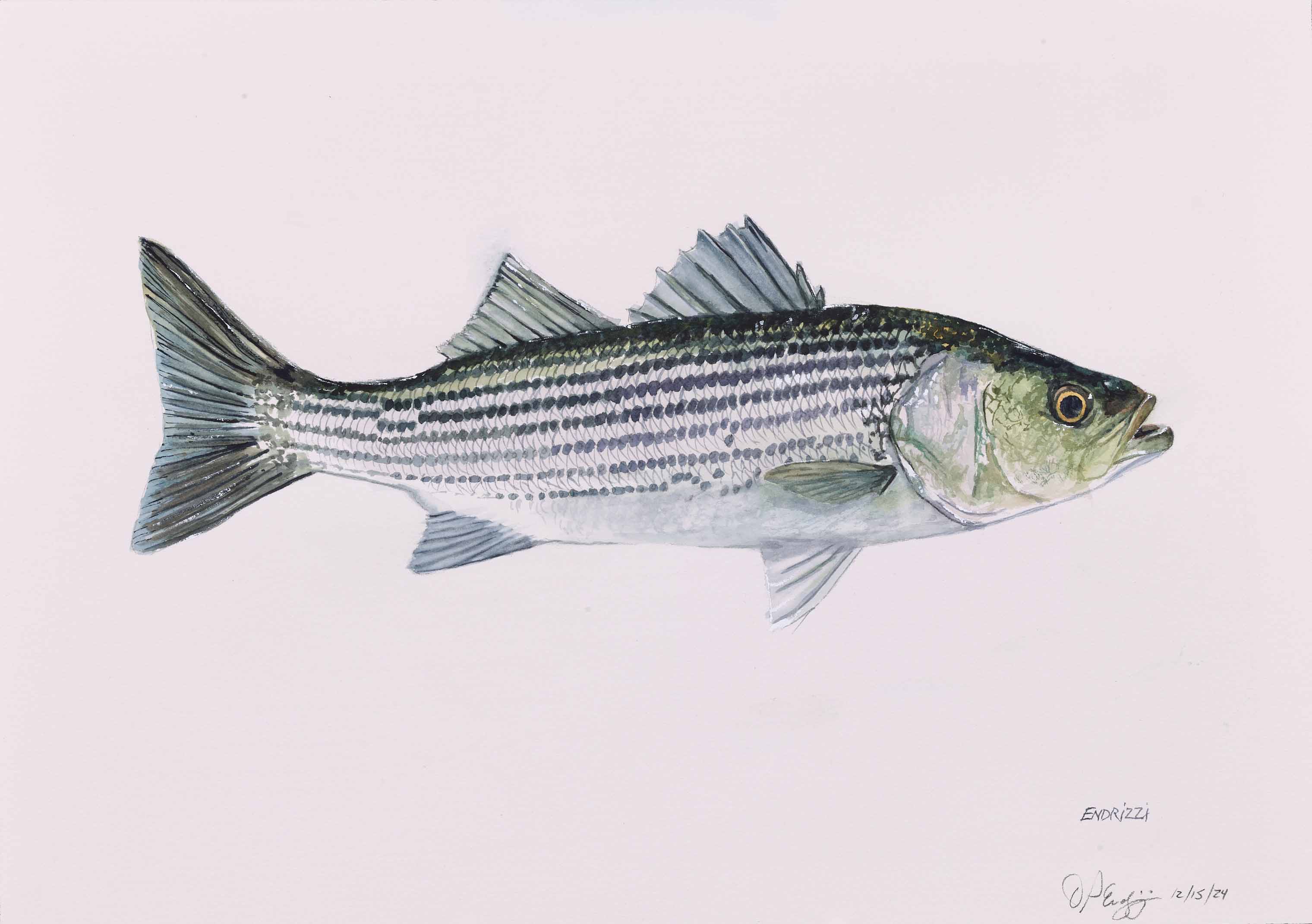 DON ENDRIZZI, Striped Bass, 2024, watercolor on paper, 18 x 24 inches