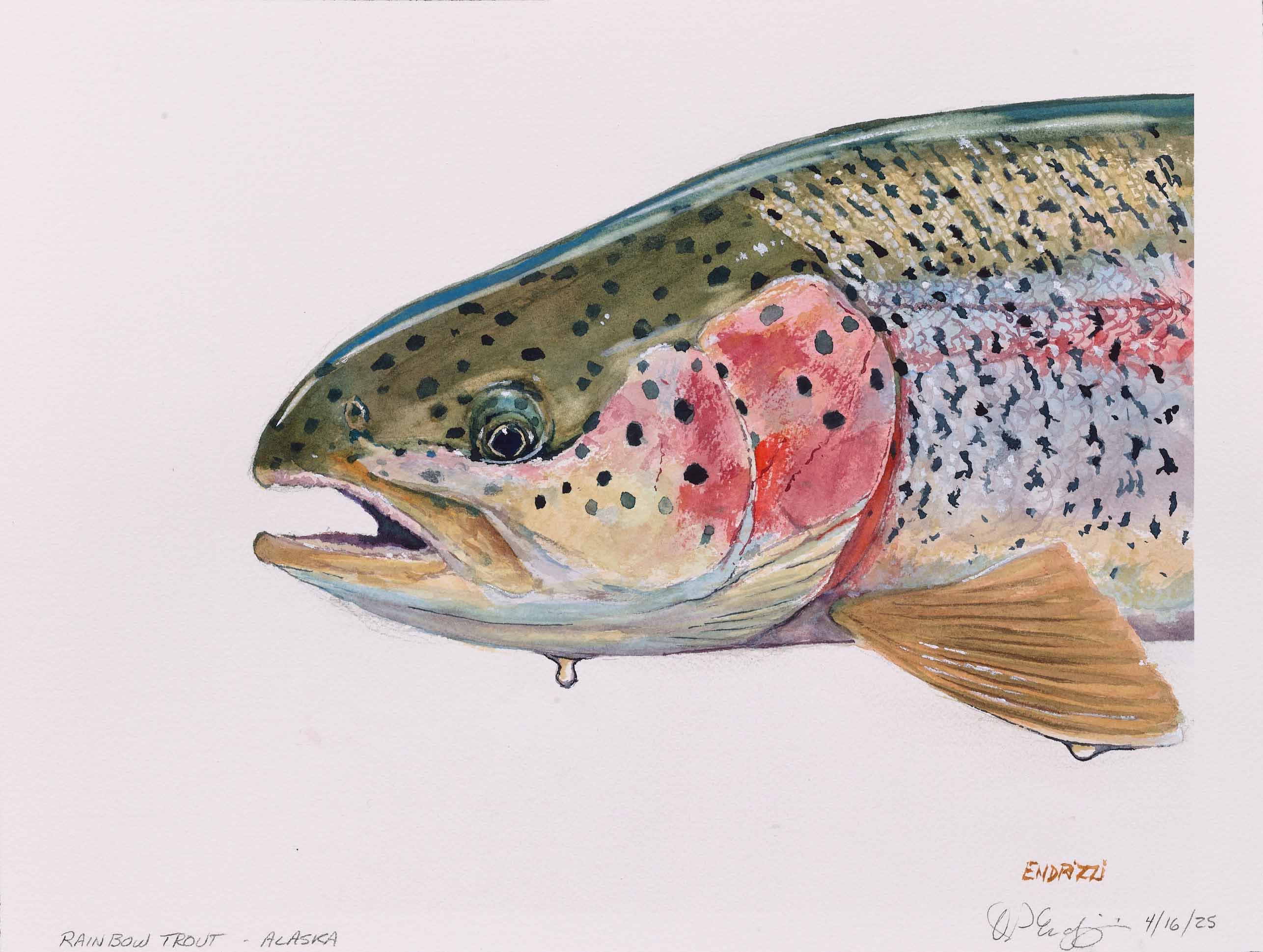 DON ENDRIZZI, Rainbow Trout - Alaska, 2025, watercolor on paper, 12 x 16 inches
