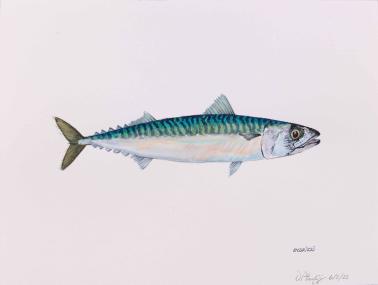 Atlantic Mackerel, 2025, watercolor on paper, 11 x 14 inches