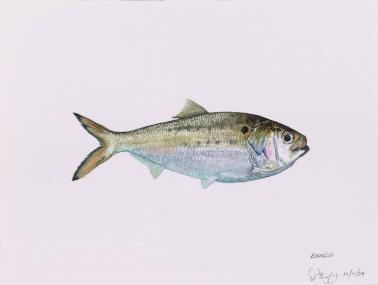 Atlantic Menhaden, 2025, watercolor on paper, 11 x 14 inches