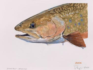 Brook Trout - Argentina, 2025, watercolor on paper, 11 x 14 inches