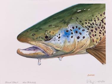 Brown Trout - New Zealand, 2025, watercolor on paper, 11 x 14 inches
