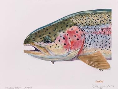 DON ENDRIZZI, Rainbow Trout - Alaska, 2025, watercolor on paper, 12 x 16 inches